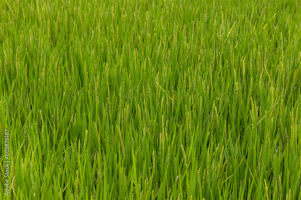 Fresh green raw paddy rice field