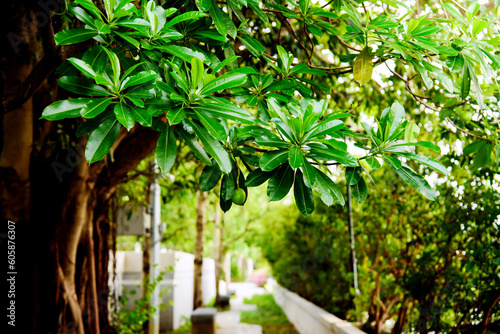 Beautiful green leaves of tropical trees along the park's path.