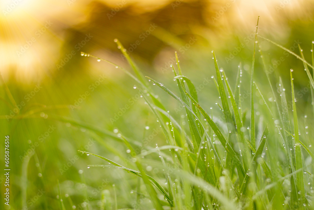 morning dews background, Water drops on grass, and sunshine morning.
Drops of water on the grass, natural wallpaper, panoramic view, soft focus. 