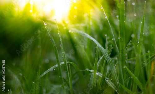 morning dews background, Water drops on grass, and sunshine morning. Drops of water on the grass, natural wallpaper, panoramic view, soft focus. 