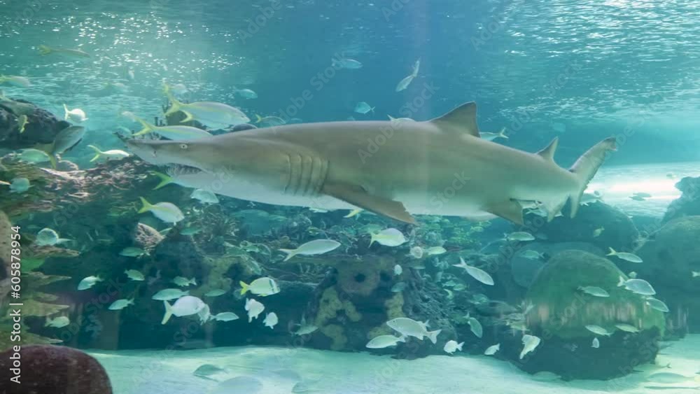 Tropical fish swimming around a shark in an aquarium. Tropical fish swimming around a shark in an aquarium.