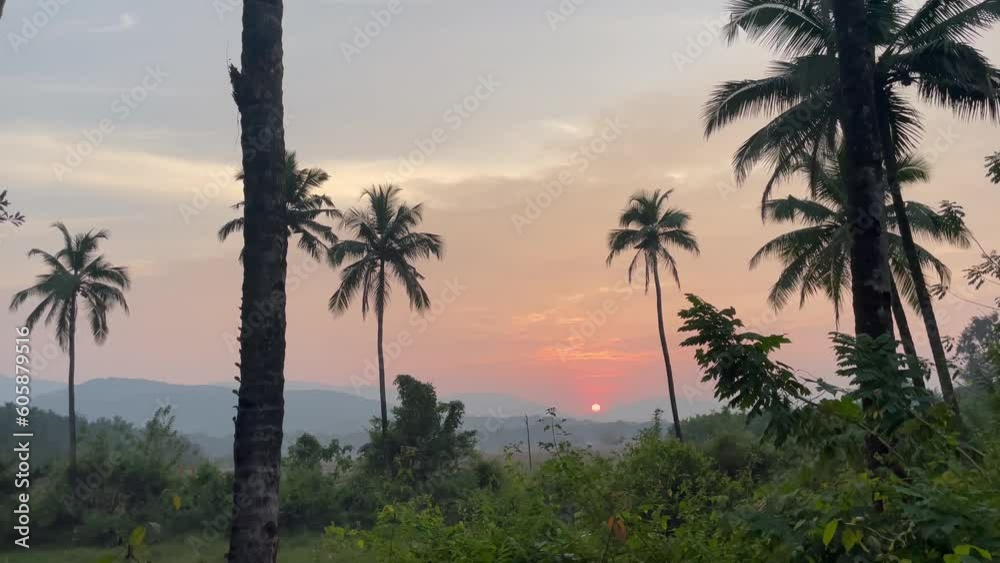 Tropical Palm Trees Towering In Nature Park In Cotigao Sanctuary, South Goa, India. Wide Shot Tropical Palm Trees Towering In Nature Park In Cotigao Sanctuary, South Goa, India. Wide Shot