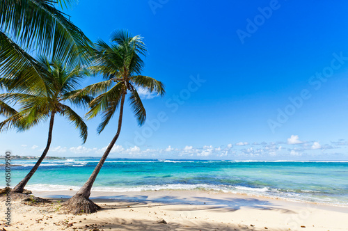 Coconut palms on the Caribbean Sea beach of Le Moule, Guadeloupe