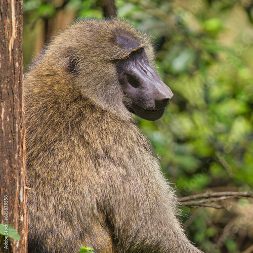 Tapety artystyczne baboon sitting on the ground