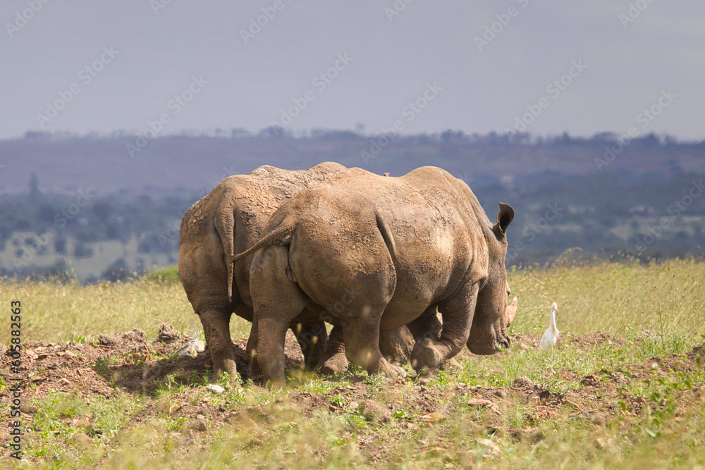 Naklejka premium rhino walking in the grass