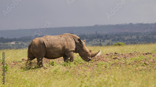 rhino in the field