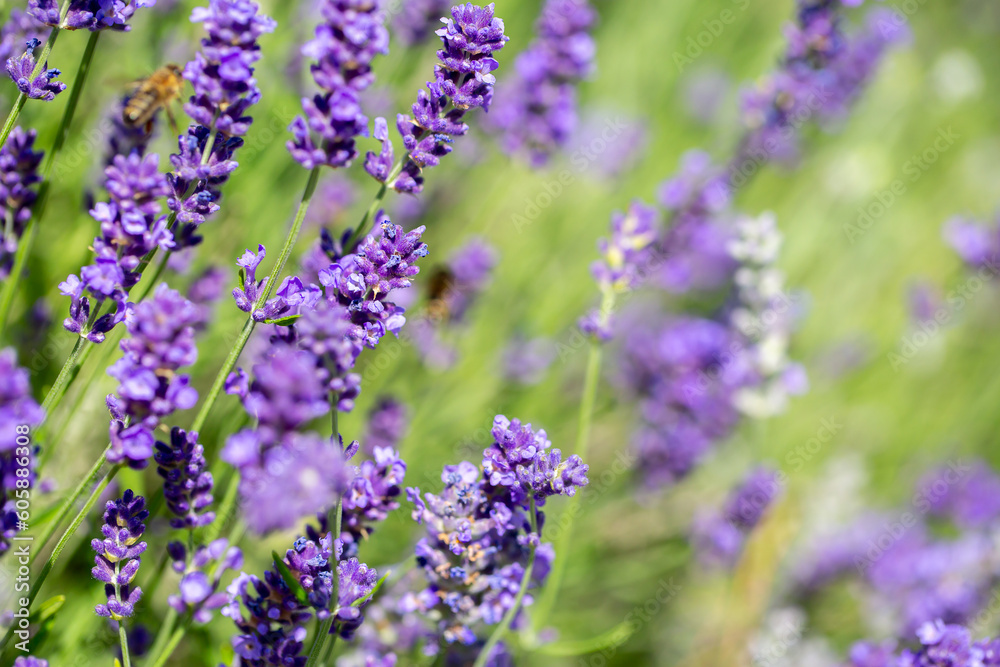 Spring lavender flowers under sunlight. Lilac flowers close up. Beautiful landscape of nature with a panoramic view. Hi spring. long banner Spring lavender flowers under sunlight. Lilac flowers close up. Beautiful landscape of nature with a panoramic view. Hi spring. long banner