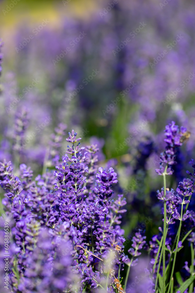 Obraz premium Spring lavender flowers under sunlight. Lilac flowers close up. Beautiful landscape of nature with a panoramic view. Hi spring. long banner