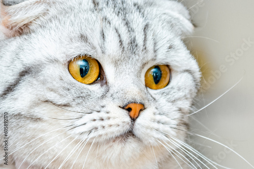 A cute fluffy gray beautiful cat,scottish fold breed.closeup portrait.