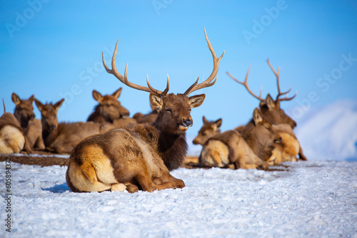 Deer in the snow in the natural streak of the nature reserve in the mountains. The symbol of the New Year and Christmas of the team of Santa Claus  the leader of the pack of the leader of the reindeer