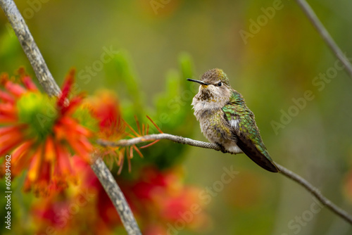 Hummingbird sits on a flower tree.