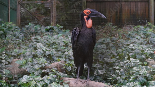 southern ground hornbill  Bucorvus leadbeateri                    