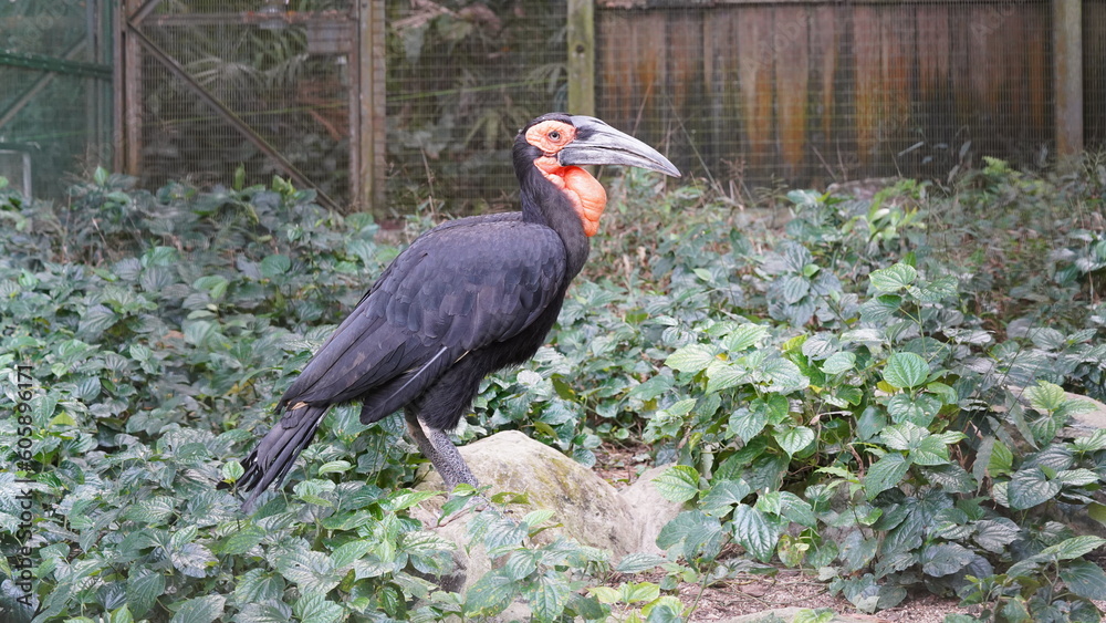 Naklejka premium southern ground hornbill |Bucorvus leadbeateri | 紅臉地犀鳥