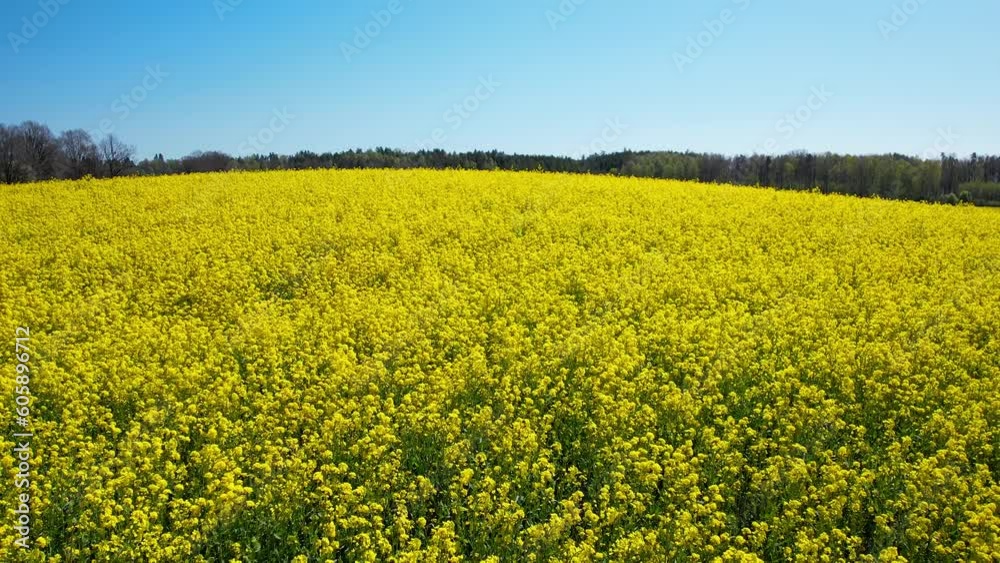 Aerial revealing hill with blooming golden canola fields under clear blue sky Aerial revealing hill with blooming golden canola fields under clear blue sky