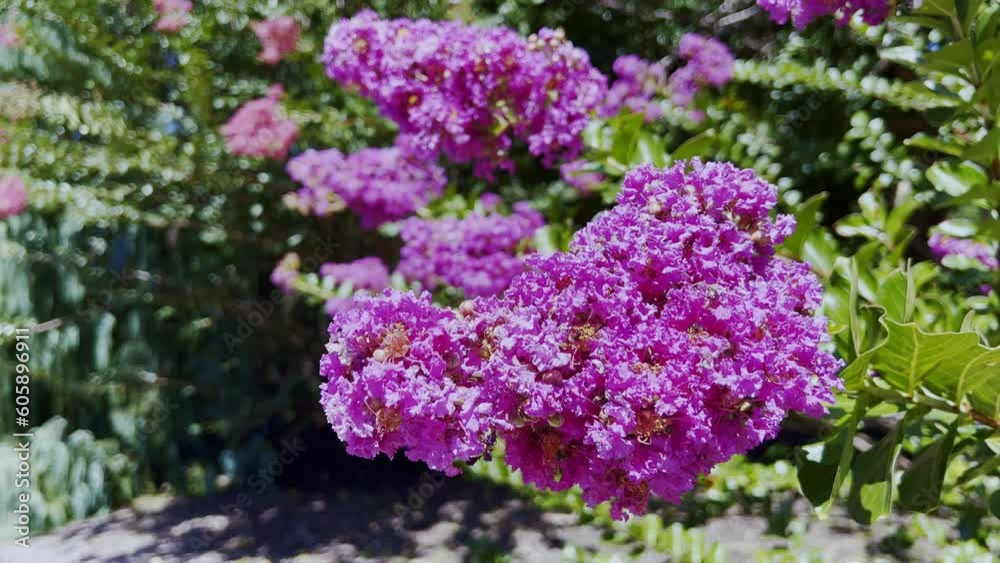 Beautiful view purple on tropical flower petals of buds petals and blossoming and an exploring beauty in nature. Beautiful view purple on tropical flower petals of buds petals and blossoming and an exploring beauty in nature.