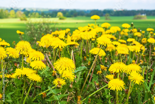 Flowering dandelions in the summer