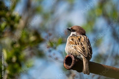 tree sparrow perched on a metal fence in the garden