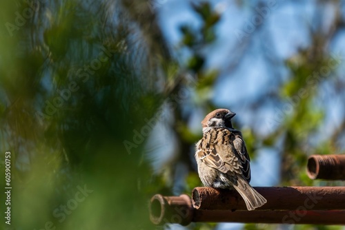 tree sparrow perched on a metal fence in the garden