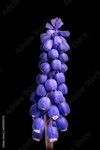 grape hyacinth, macro photo of a flower on a black background