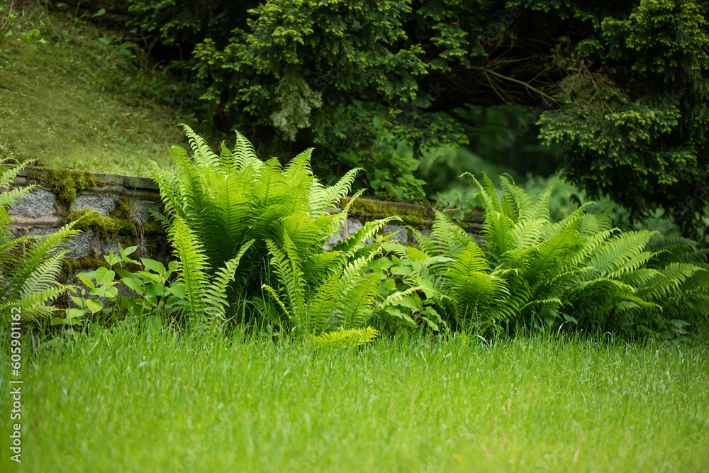 zielone paprocie i trawnik  w rustykalnym ogrodzie - obrazy, fototapety, plakaty 