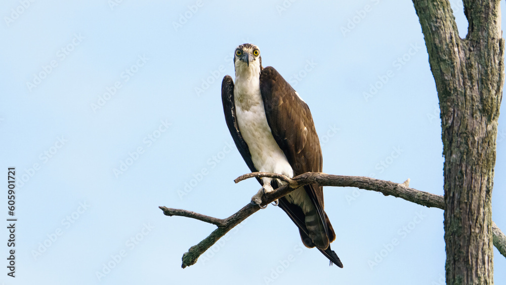 A Male Osprey Perched on a Branch A Male Osprey Perched on a Branch