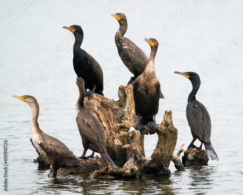 A flock of cormorants perched on dead wood