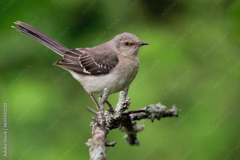 A Northern Mockingbird Perched on a May Evening A Northern Mockingbird Perched on a May Evening