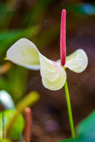 Beautiful set of flowers in Botanical Garden of Cheyenne, Wyomin photo