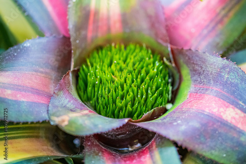 Beautiful set of flowers in Botanical Garden of Cheyenne, Wyomin photo