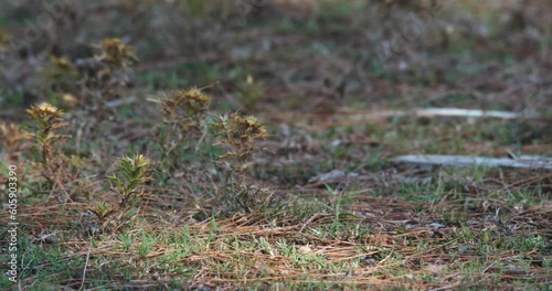 Wallpaper Mural Wild hare in Brijuni National Park, Croatia Torontodigital.ca
