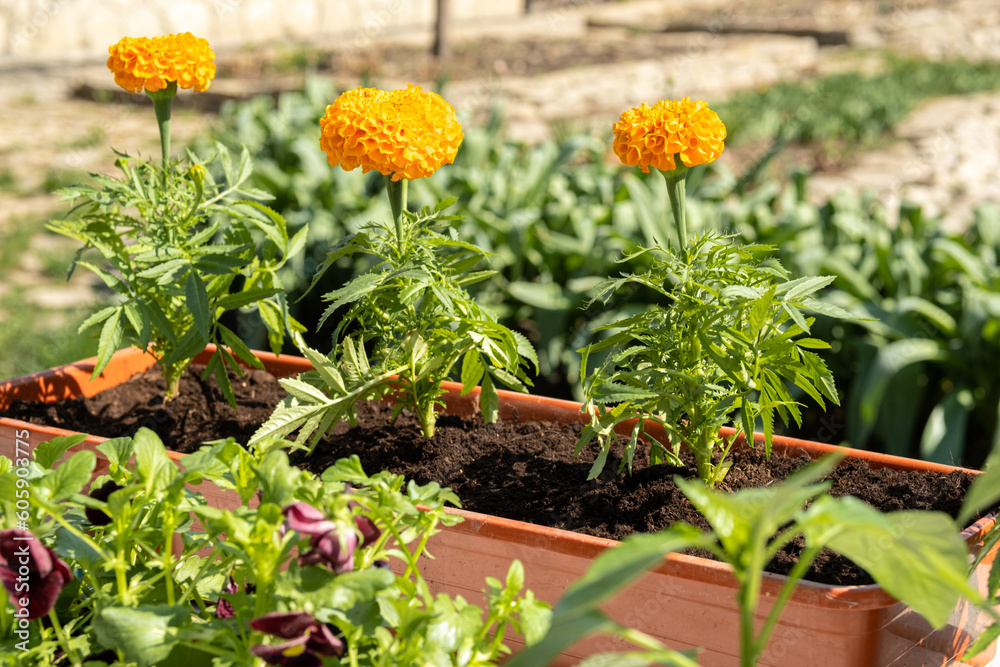 A young woman is planting a seedling of a beautiful flower in a pot. A woman works with flowers in the garden. Marigold.