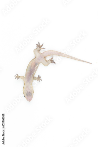 Asian House lizard (hemidactylus) isolated on white background