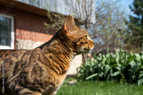 Fototapeta Naklejka Na Ścianę i Meble -  A young Bengal cat walks in the garden. Bengal cat resembling a leoprak enjoying the fresh air