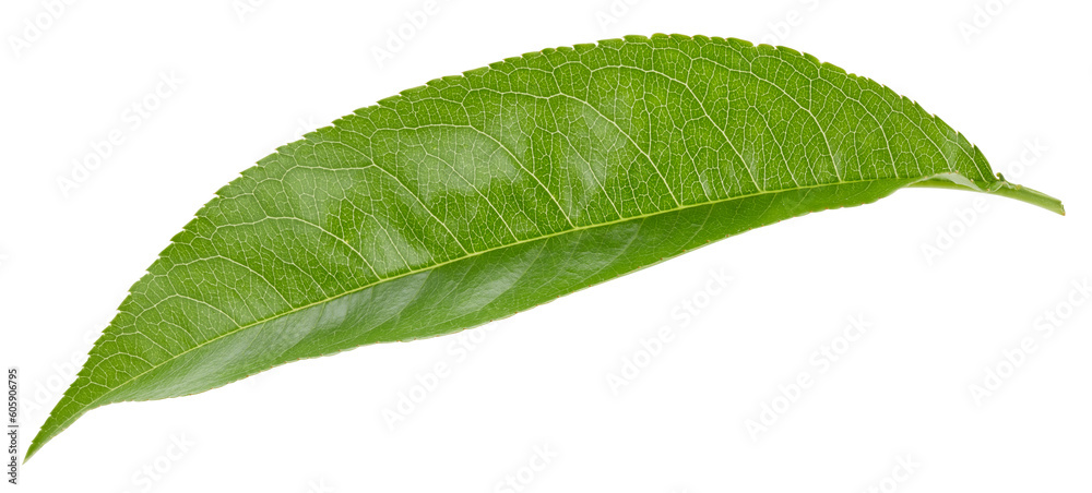 Obraz premium Pe achleaves isolated on white