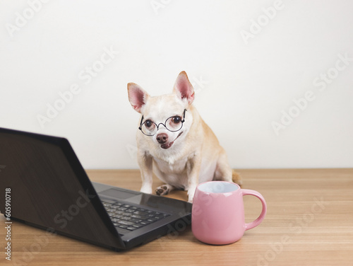  brown short hair chihuahua dog wearing eyeglasses sitting on wooden floor with computer laptop and pink coffee cup, working and looking at computer screen.