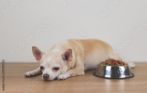 brown Chihuahua dog lying down by the bowl of dog food and ignoring it. Sad or sick chihuahua dog get bored of food. pet's health and pet's behavior.