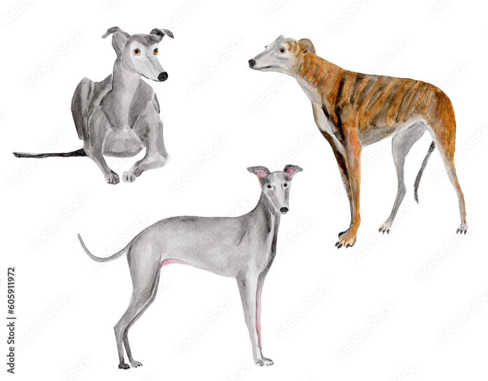 Greyhount dog watercolour painting set on white background
