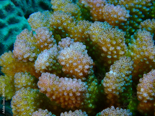 Coral colony underwater. Hard corals close up.