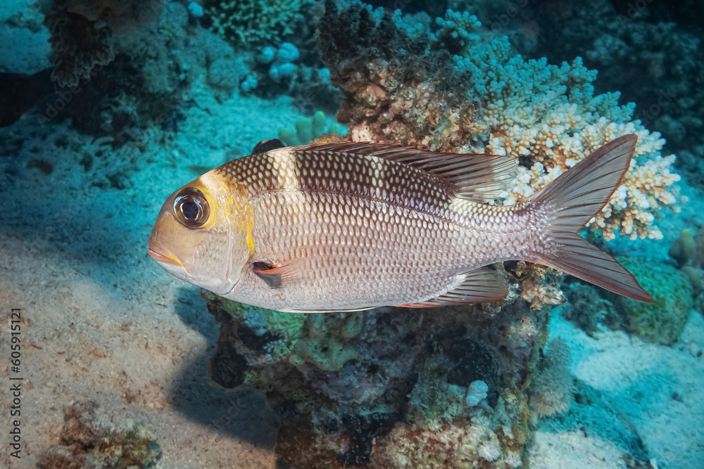 Naklejka premium Humpnose Bigeye Bream (Monotaxis Grandoculis), Red Sea, Egypt