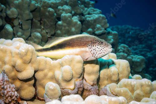 Fototapeta Naklejka Na Ścianę i Meble -  Blackside Hawkfish, Freckled Hawkfish (Paracirrhites Forsteri), Red Sea, Egypt