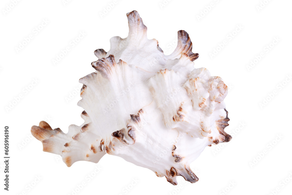 Seashell isolated on transparent background. Seashell isolated on transparent background.