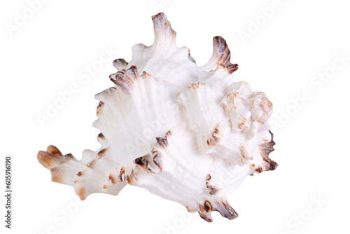 Seashell isolated on transparent background.