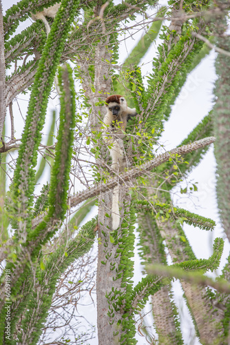 Africa, Madagascar, Anosy, Berenty Reserve. Ring-tailed lemur, Lemur catta. Portrait photo