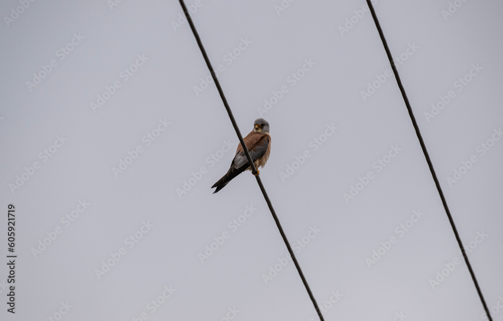 beautiful predator-steppe kestrel sits on wires and looks out for prey beautiful predator-steppe kestrel sits on wires and looks out for prey