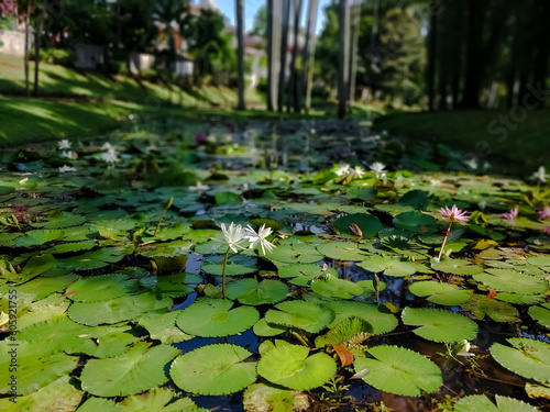 lilies in the pond © AnggunRisky