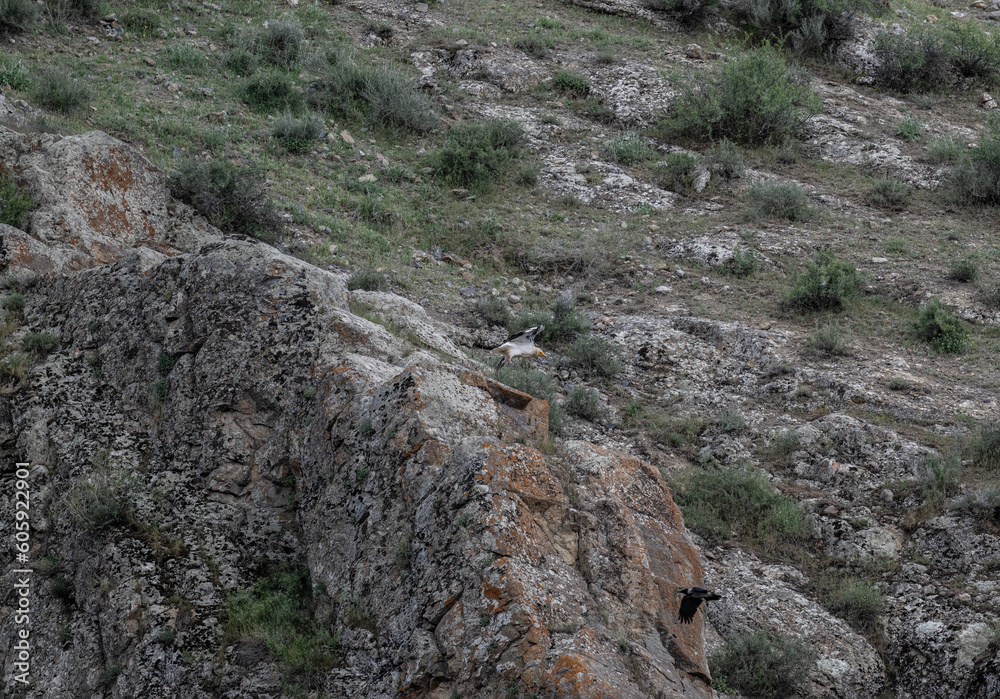 beautiful common vulture predator flies over the gorge and looks out for prey beautiful common vulture predator flies over the gorge and looks out for prey