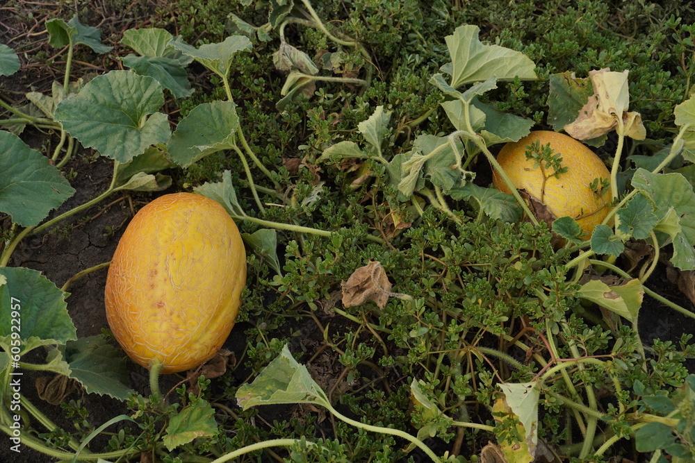 Juicy yellow melons in the farmer's field, top view. Juicy yellow melons in the farmer's field, top view.