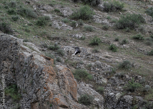 beautiful common vulture predator flies over the gorge and looks out for prey