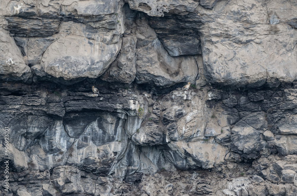 Fototapeta premium a beautiful predatory vulture sits on the rocks and looks out for prey