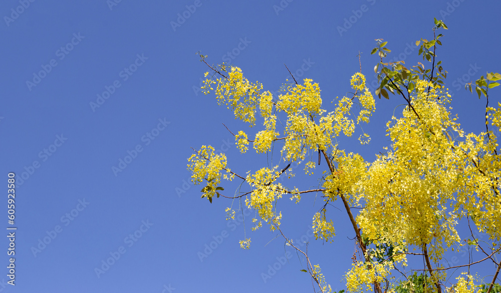 Cassia fistula flower on tree Cassia fistula flower on tree